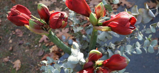 De betekenis van een verwelkte bloem